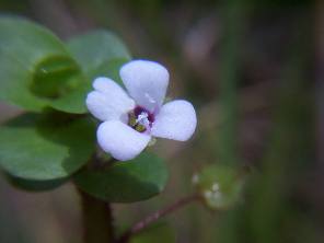 Bacopa sp