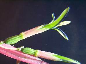 Bilbergia nutans