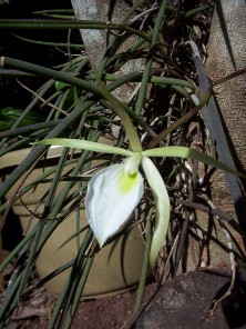 Brassavola tuberculata