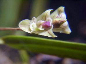Bulbophyllum napellii