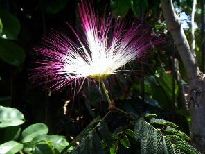 Calliandra parviflora