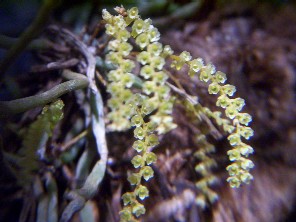 Campylocentrum grisebachii