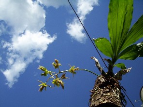 Catasetum fimbriatum