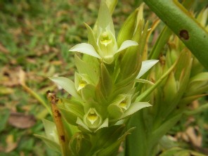 Chloraea membranacea