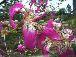 Chorisia speciosa