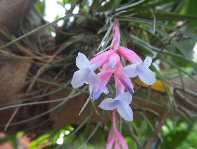 Clavel del aire