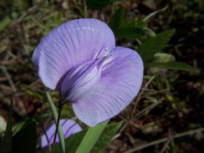 Clitoria sp