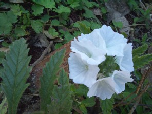 Cordia paucidentata