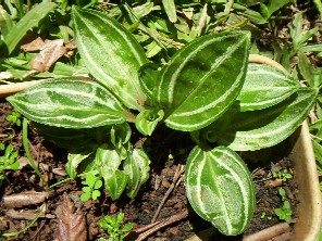 Cyclopogon calophyllus