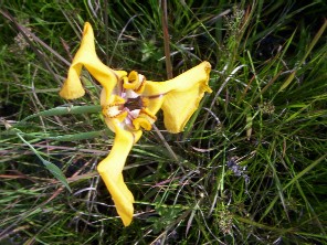 Cypella hebertii