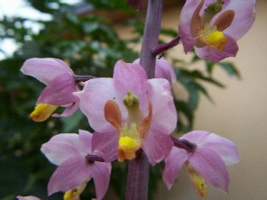 Cyrtopodium hatschbachii. Orqu�dea terrestre, de los pantanos del sur de Misiones. Poco frecuente, y en peligro de desaparecer