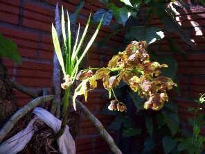 Cyrtopodium palmifrons