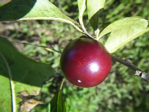 Diospyros inconstans. Una especie de Kaki nativo en Misiones