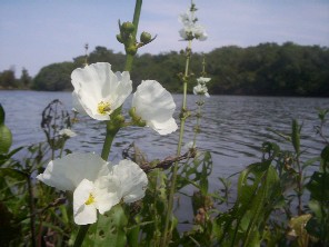 Echinodorus sp