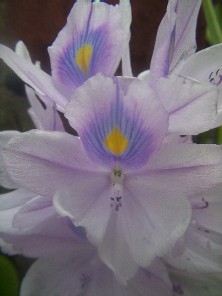 Eichornia crassipes