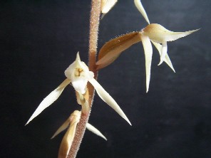 Eltroplectris schlechterana. Orquidea terrestre, de sotobosque