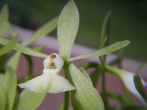 Epidendrum aff. paniculatum