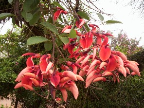 Erythrina crista-galli