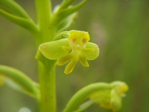Habenaria ekmaniana. Orqu�dea terrestre, presente en los pantanos del sur de Misiones. Es poco frecuente encontrarla