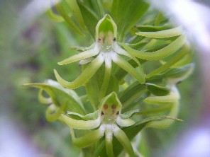 Habenaria repens. Orqu�dea terrestre, de los pantanos del sur de Misiones. Muy abundante.