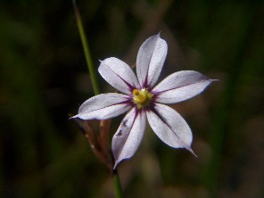 Iridacea