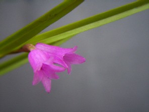 Isochilus linearis