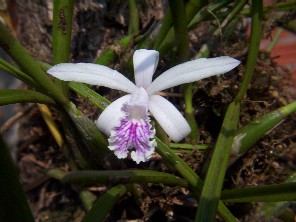 Laelia lundii