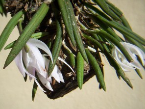 Leptotes unicolor