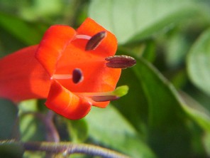 Mannetia cordifolia