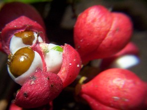Paullinia elegans