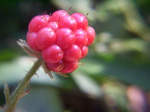Rubus urticaefolius