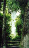 A 2000-year old Kauri tree
