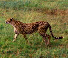African Cheetah