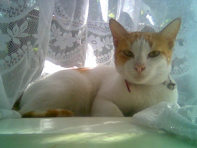 Badjing-- from her bungee-jumping-like mode when still a kitten, was lost Feb. 18. Adorable, sweet, clean and a homey pet, she is missed much by the family than our maid gone on terminal vacation.