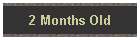 2 Months Old