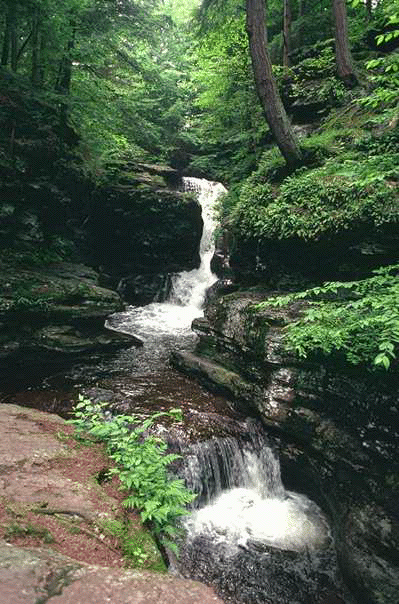 stream through a forest