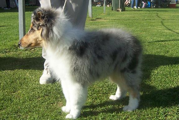 Gidget