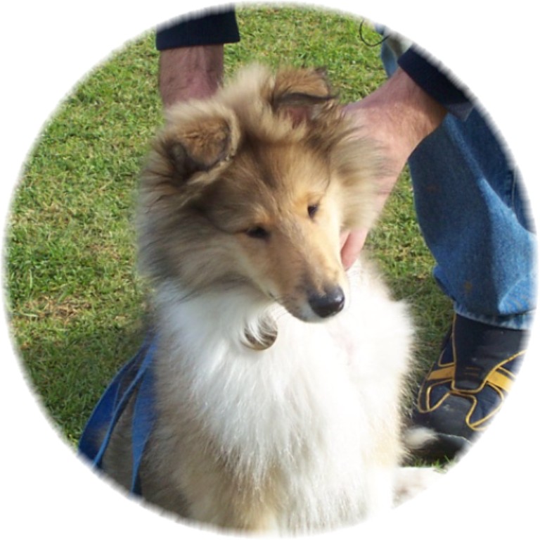 LASSIE