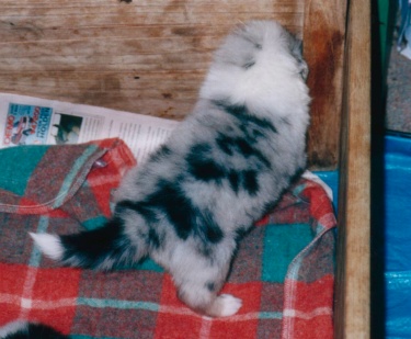 3 WEEKS OLD