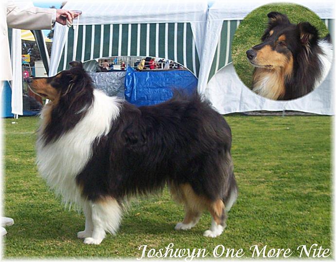 15 months old - RCC Marion Kennel Club 27th July 03