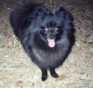 Click here to link to my pet website!