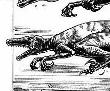 Raptors en acci�n