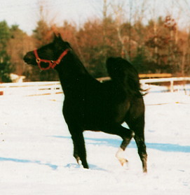 Atisa in the Snow