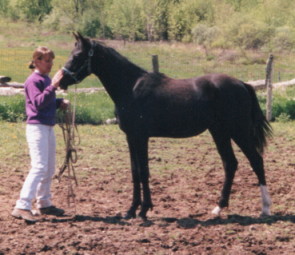 Atisa in Training