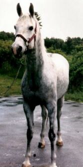 Trixx after a bath