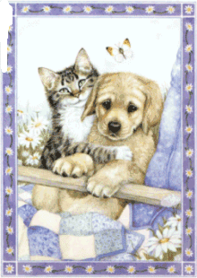 Dog and Cat