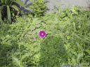 phool_1024-768