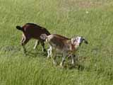 Baby goats