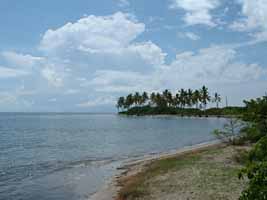 Palm tree lined pennisula at Cades Bay