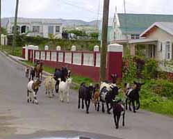 Goats out for a walk in Sea View Farm